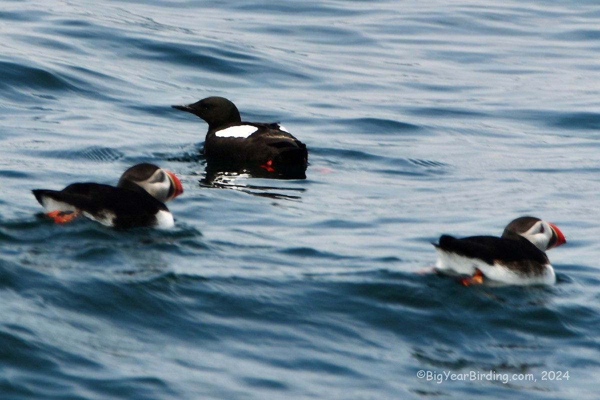 Black Guillemot - Ethan Whitaker