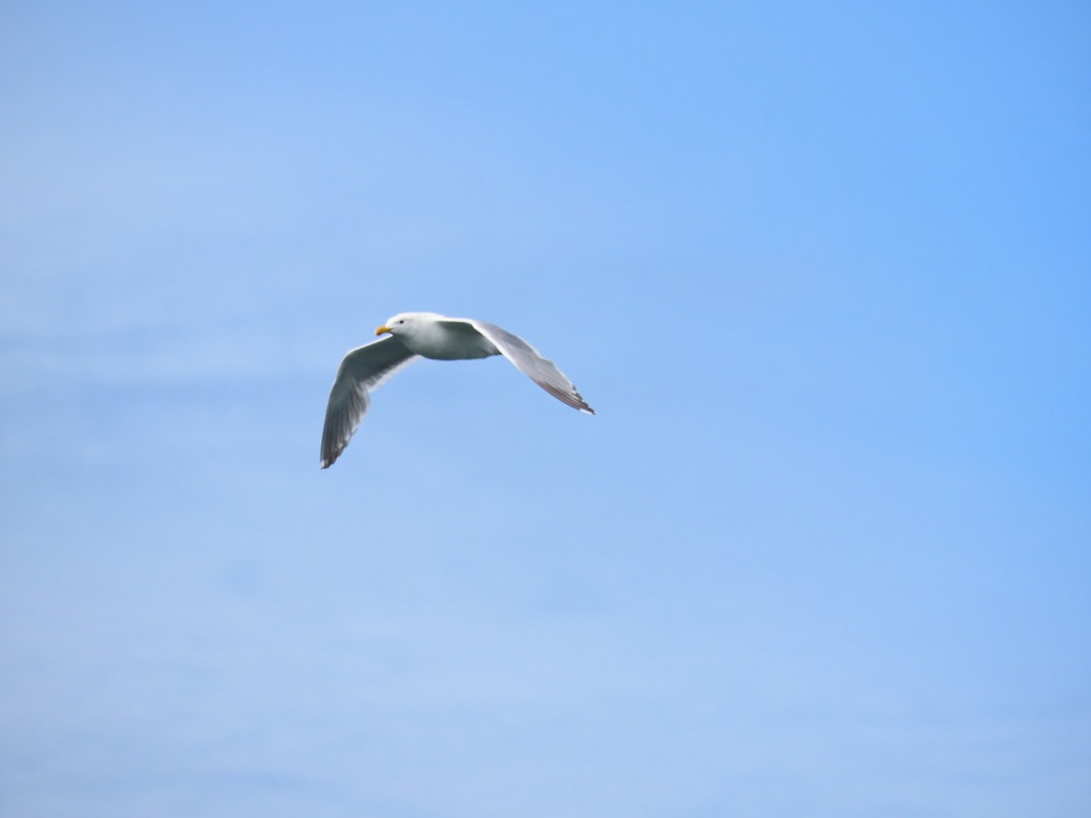 Glaucous-winged Gull - Nick A. Komar Jr.