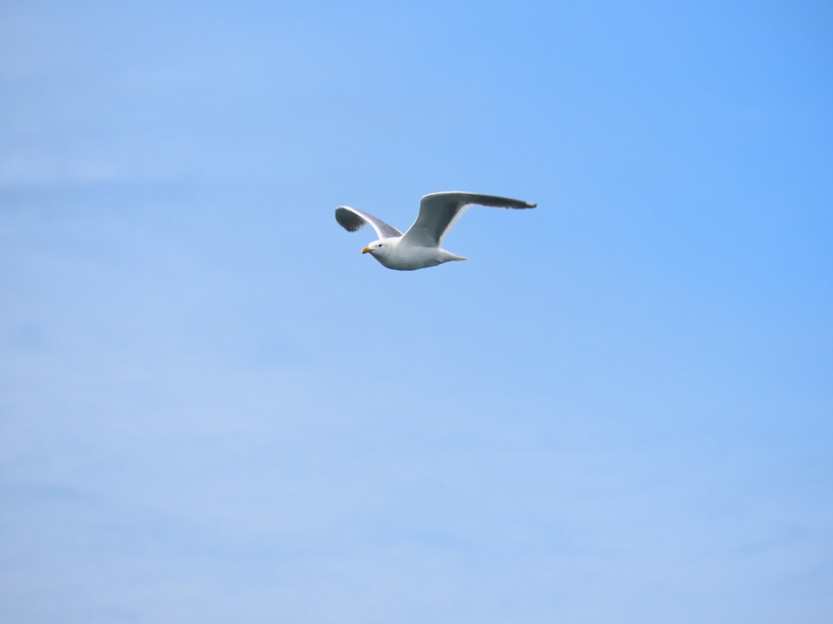 Glaucous-winged Gull - Nick A. Komar Jr.