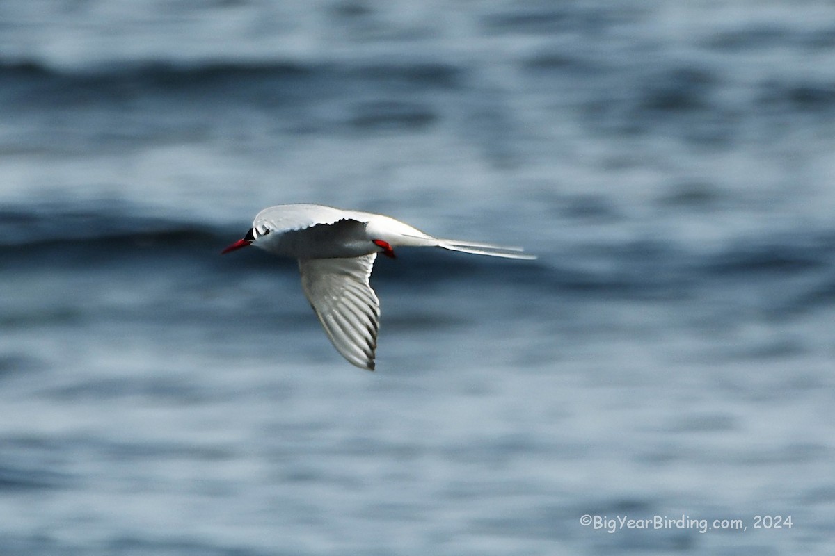 Arctic Tern - Ethan Whitaker