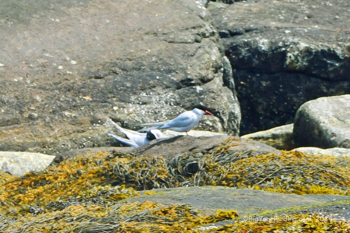 Arctic Tern - Ethan Whitaker