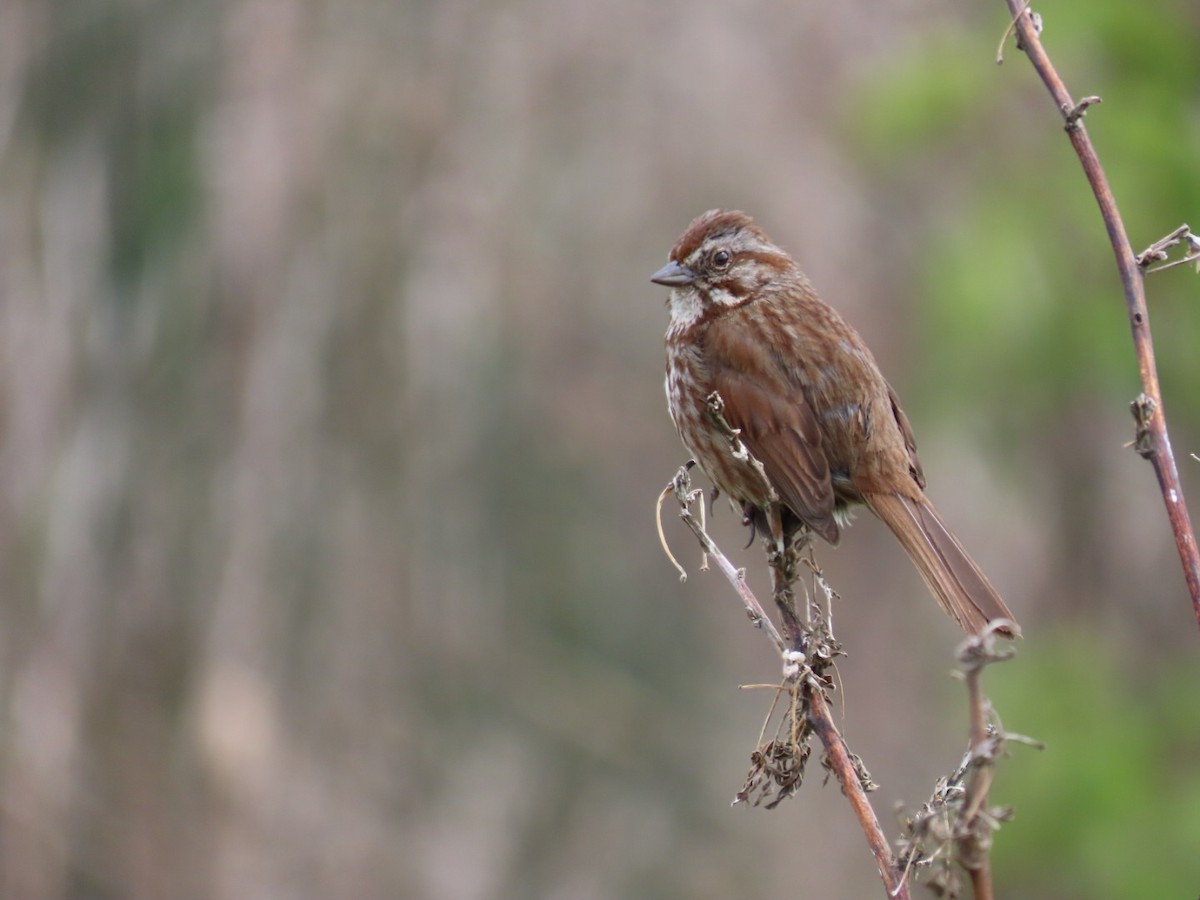 Song Sparrow - Nick A. Komar Jr.