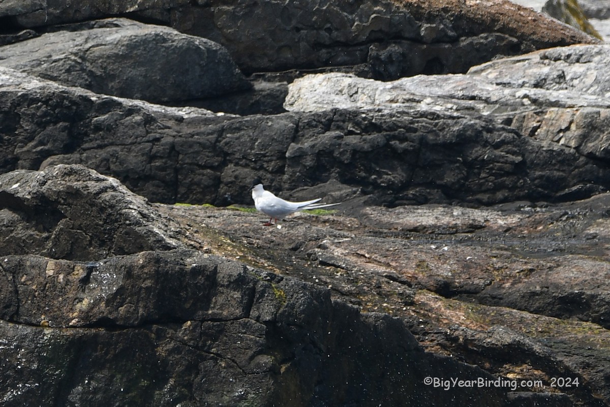 Roseate Tern - Ethan Whitaker