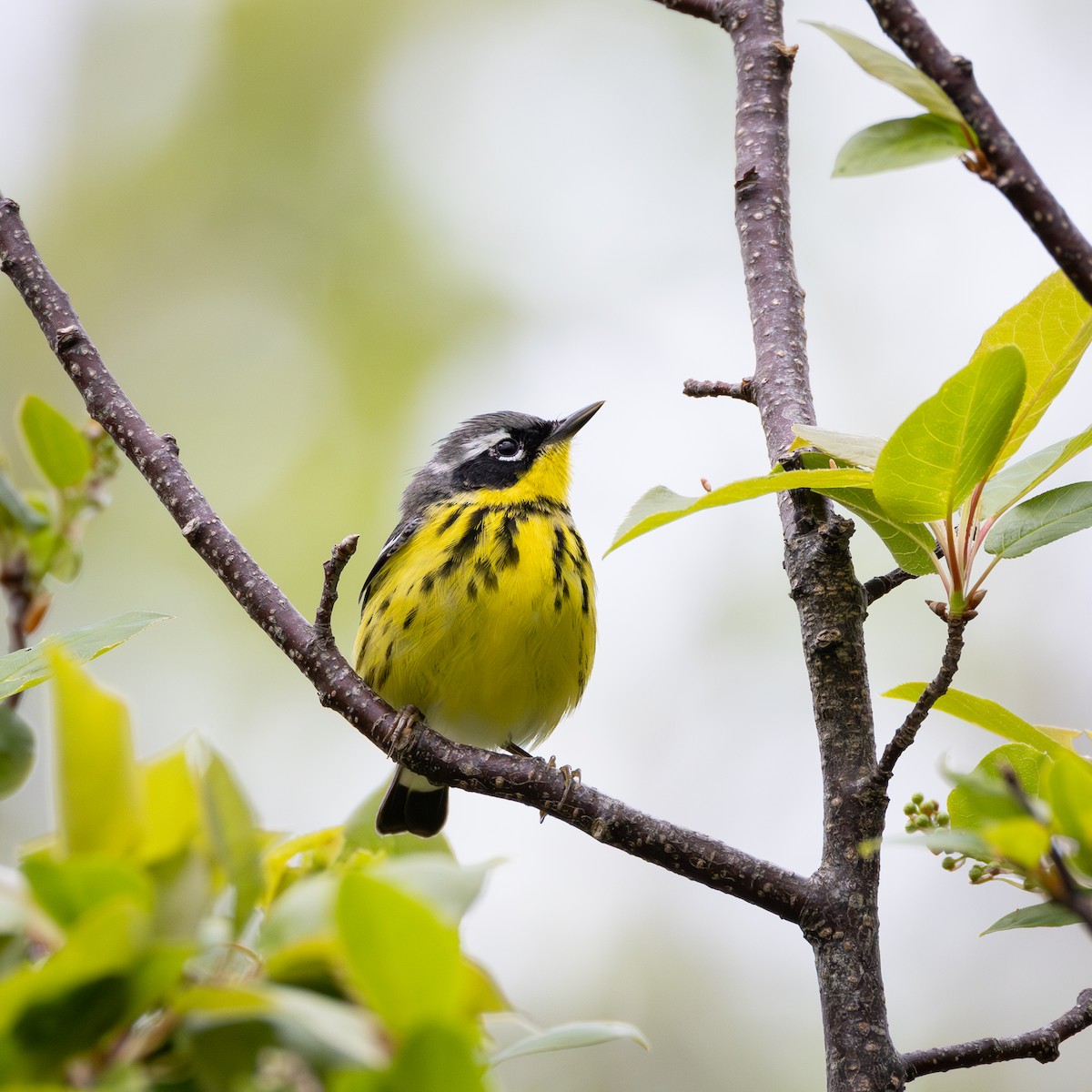 Magnolia Warbler - Patrick Robinson