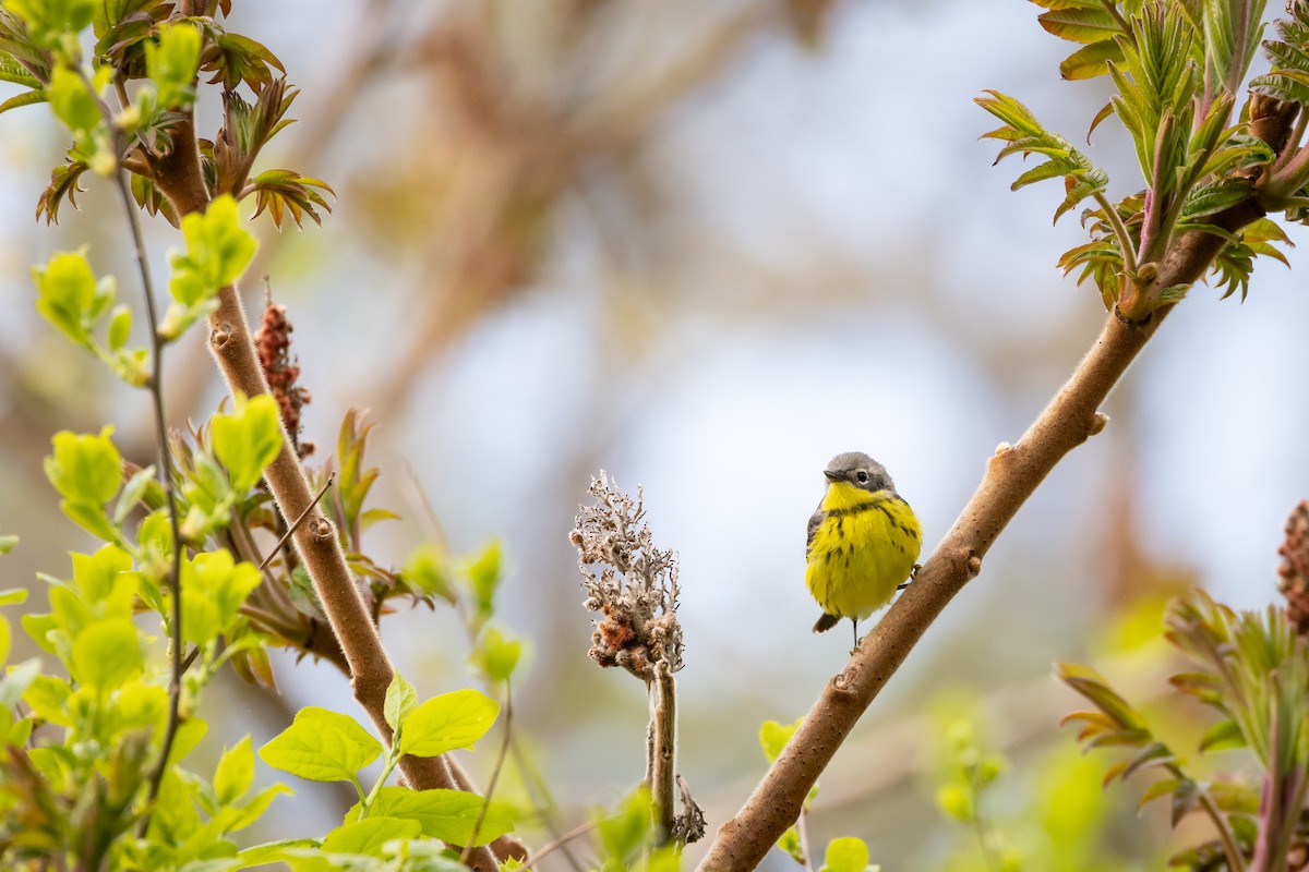 Magnolia Warbler - Patrick Robinson