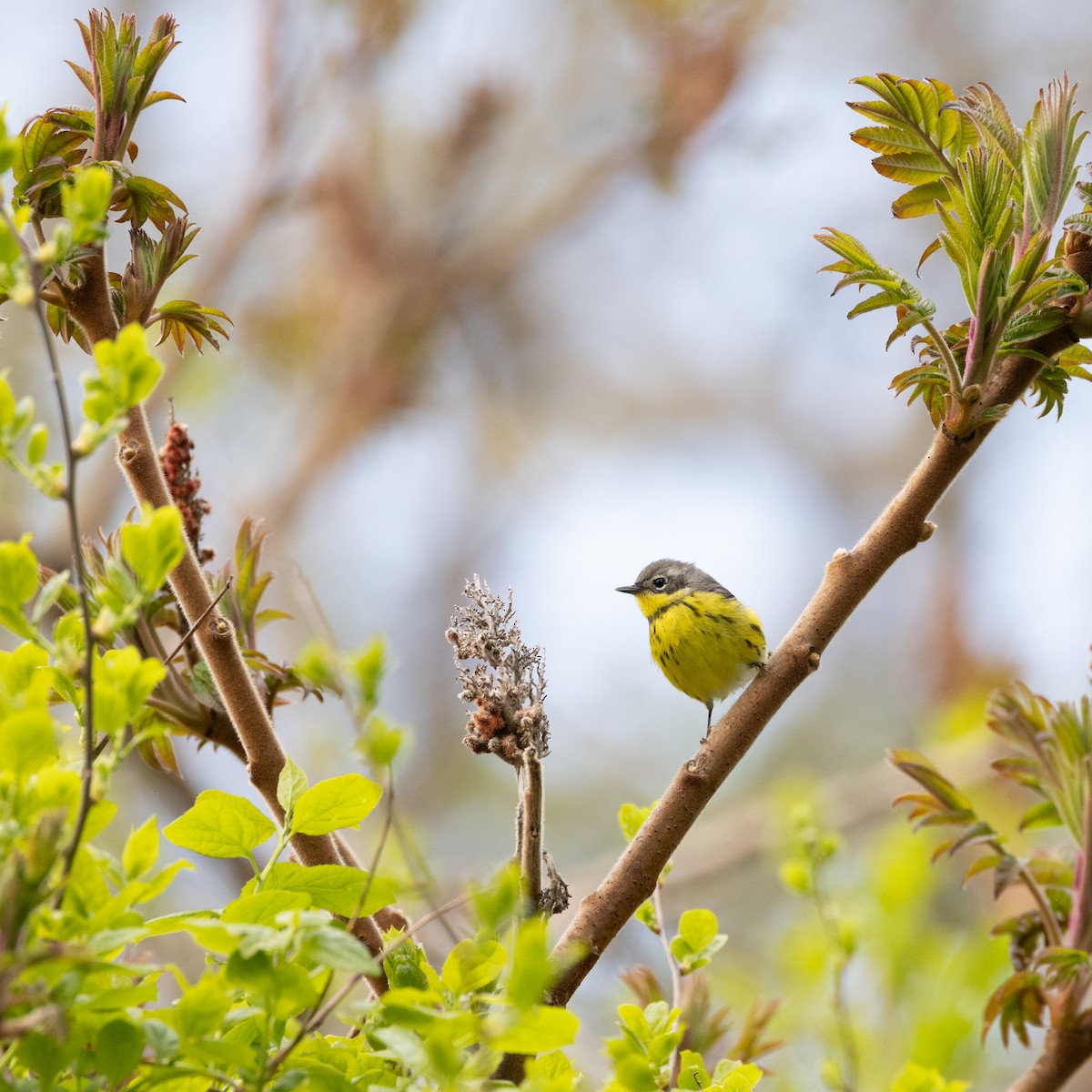 Magnolia Warbler - ML619460869