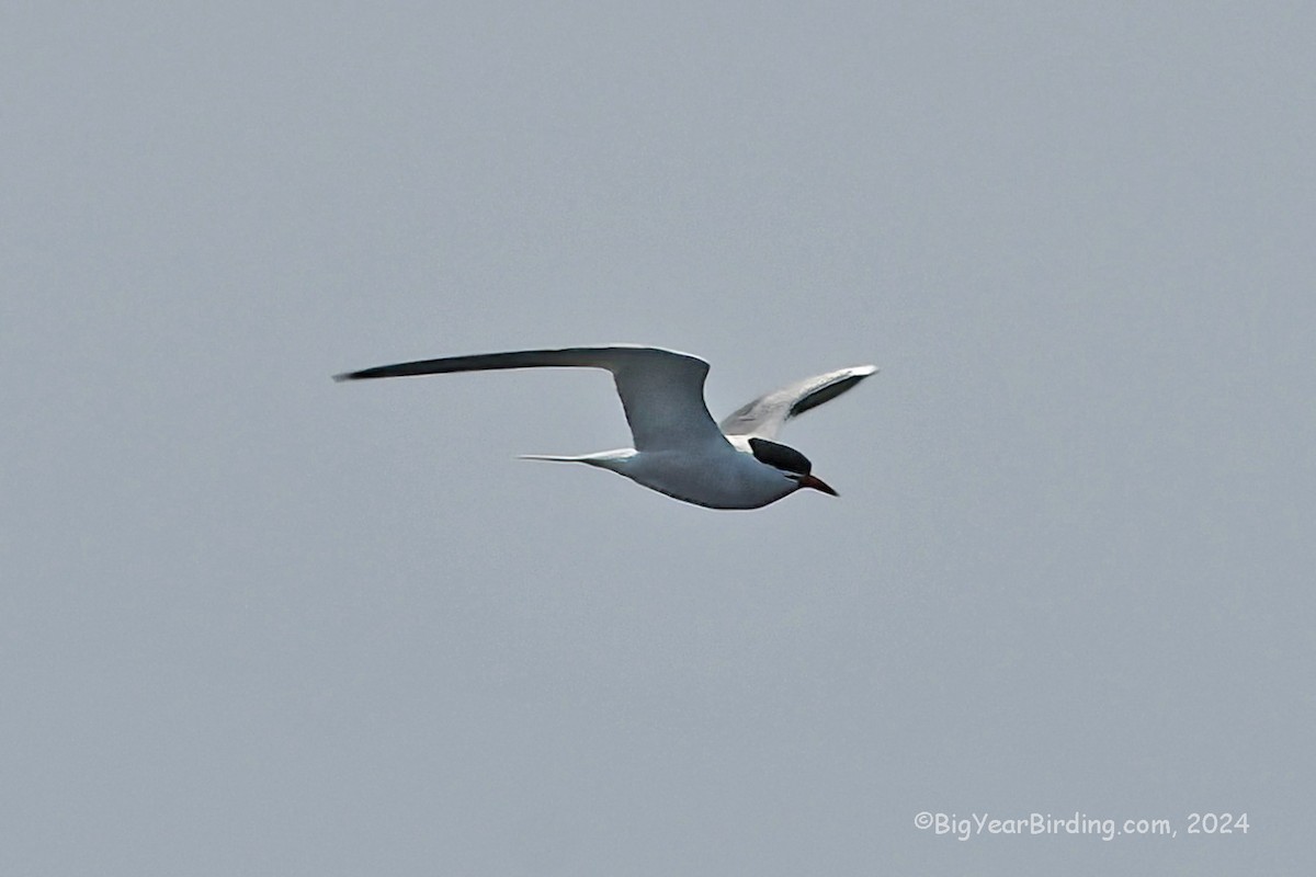 Common Tern - Ethan Whitaker