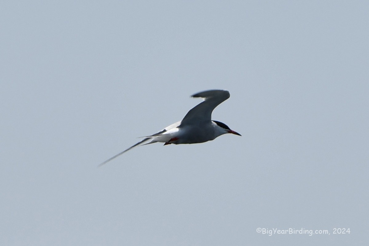 Common Tern - Ethan Whitaker