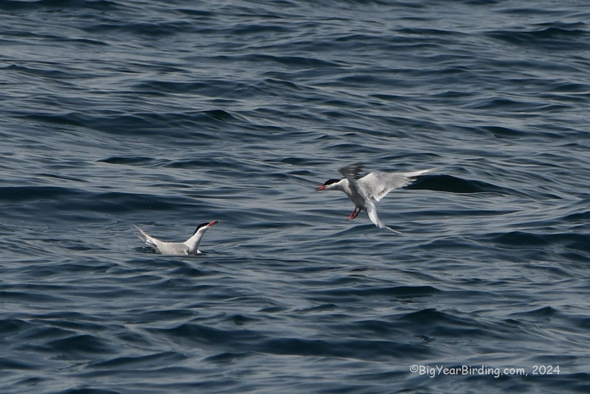 Common Tern - ML619460875