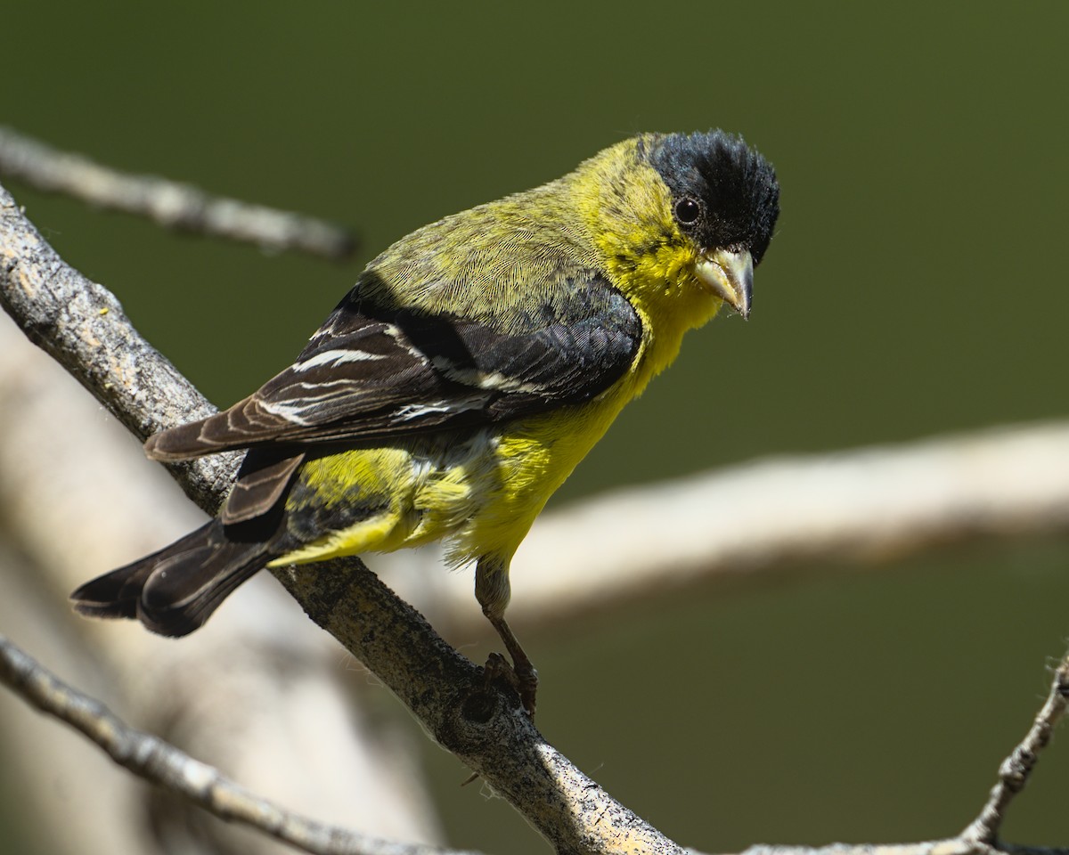 Lesser Goldfinch - Bartholomew Birdee