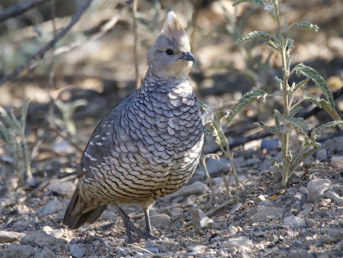 Scaled Quail - Pauline Yeckley