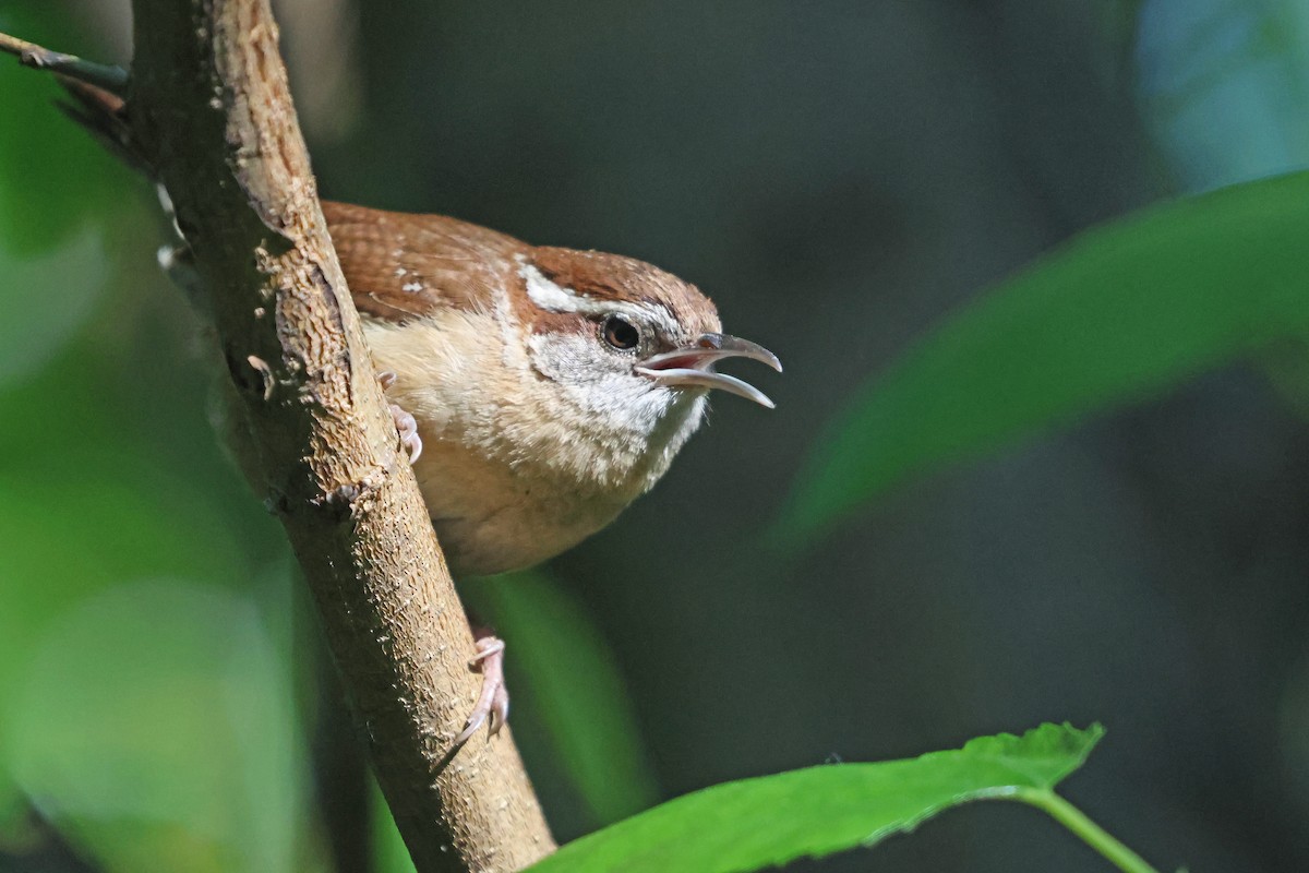 Carolina Wren - Corey Finger