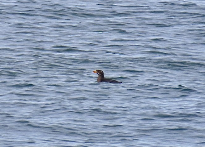 Rhinoceros Auklet - Nick A. Komar Jr.