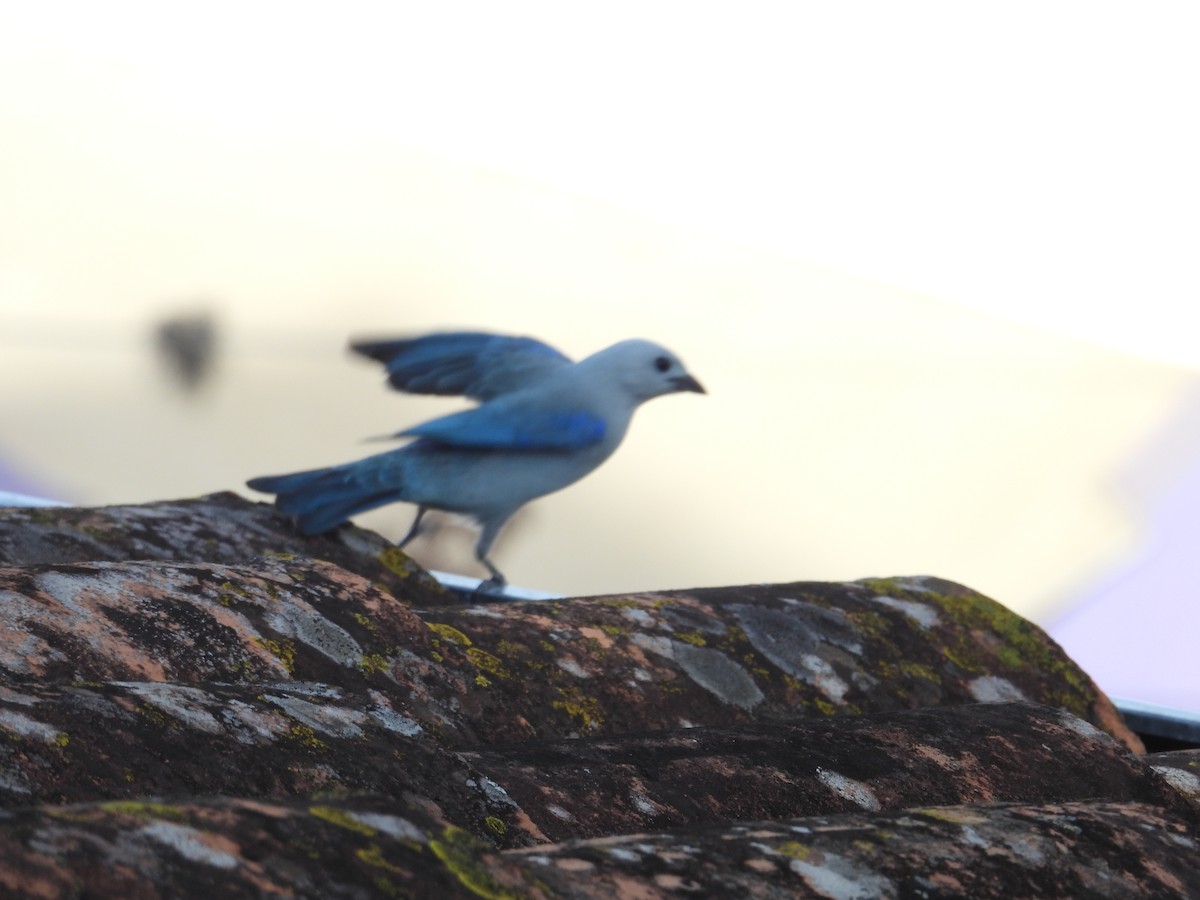 Blue-gray Tanager - Juan Ramírez