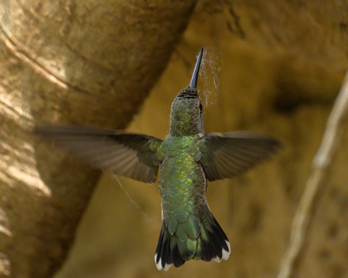 Broad-tailed Hummingbird - Bartholomew Birdee