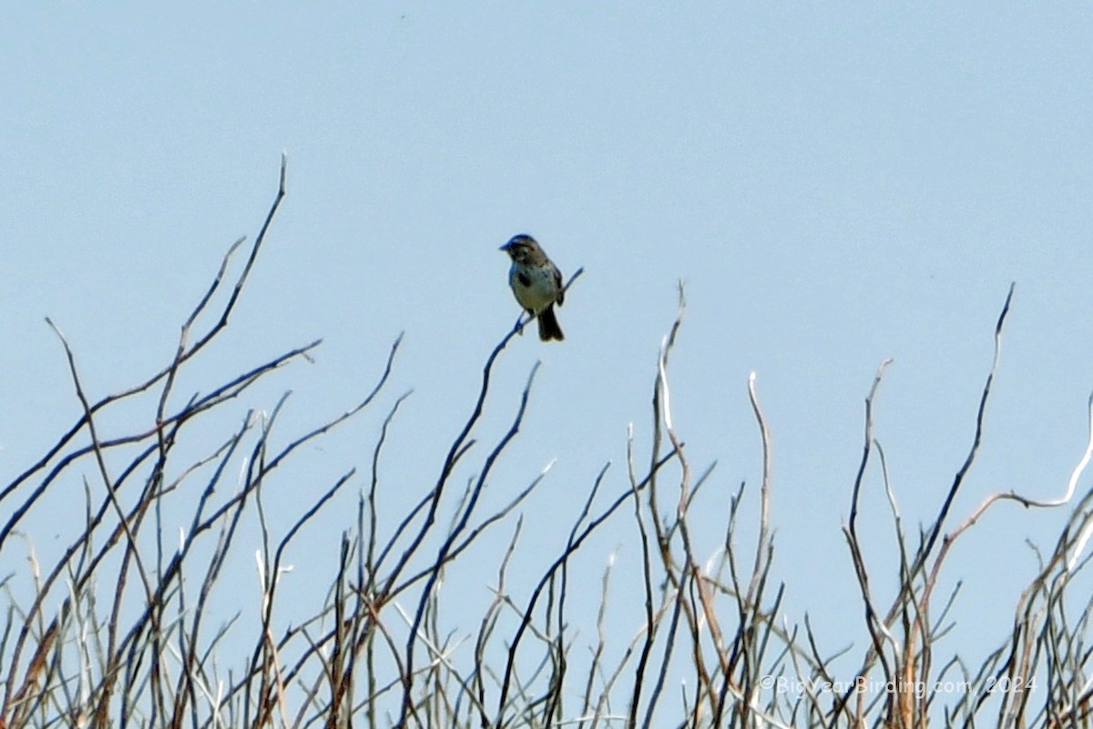 Song Sparrow - Ethan Whitaker