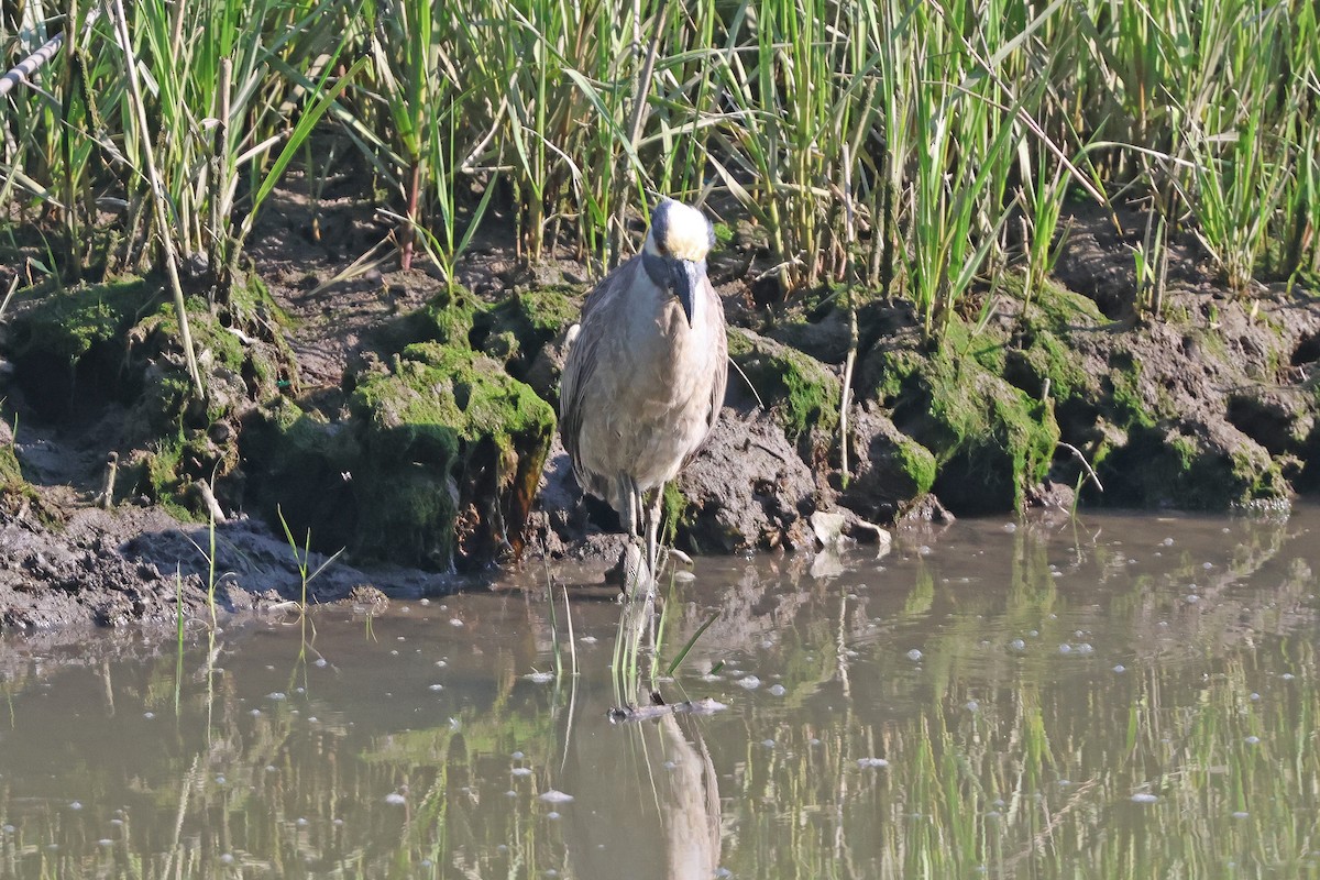 Yellow-crowned Night Heron - ML619460911