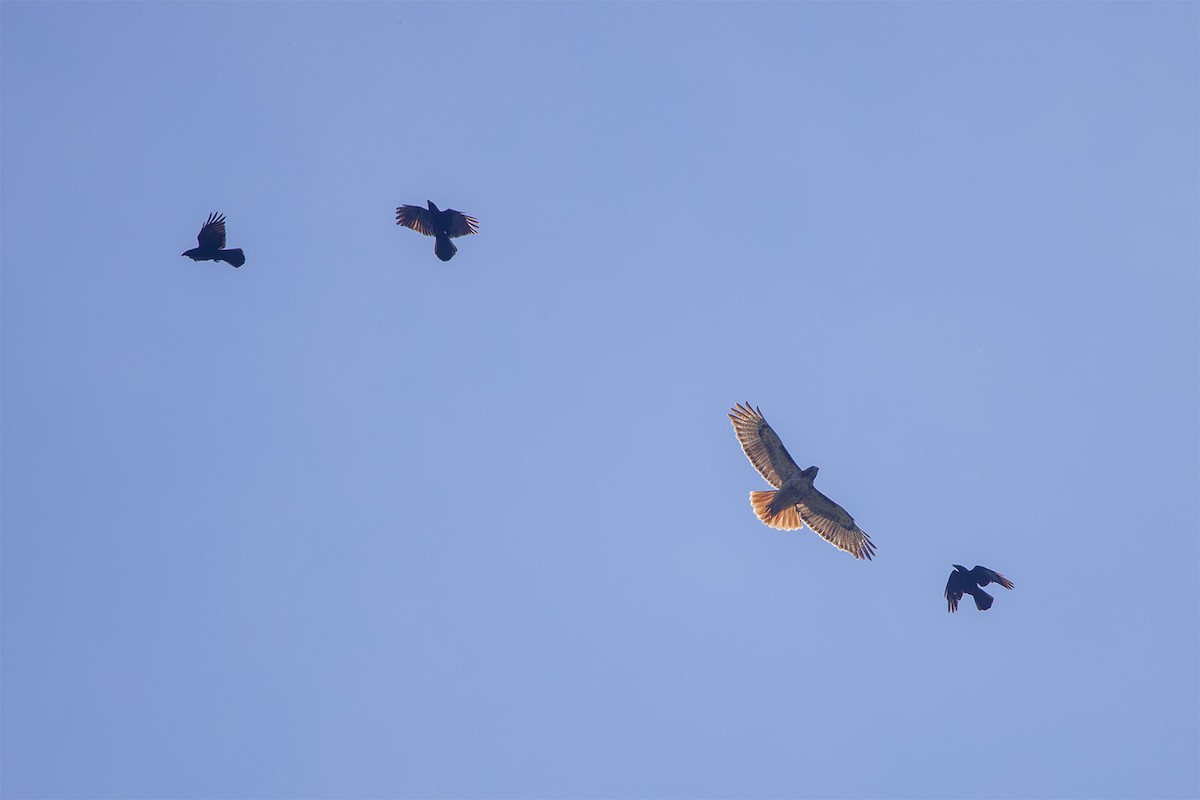 Red-tailed Hawk (borealis) - Cody Little