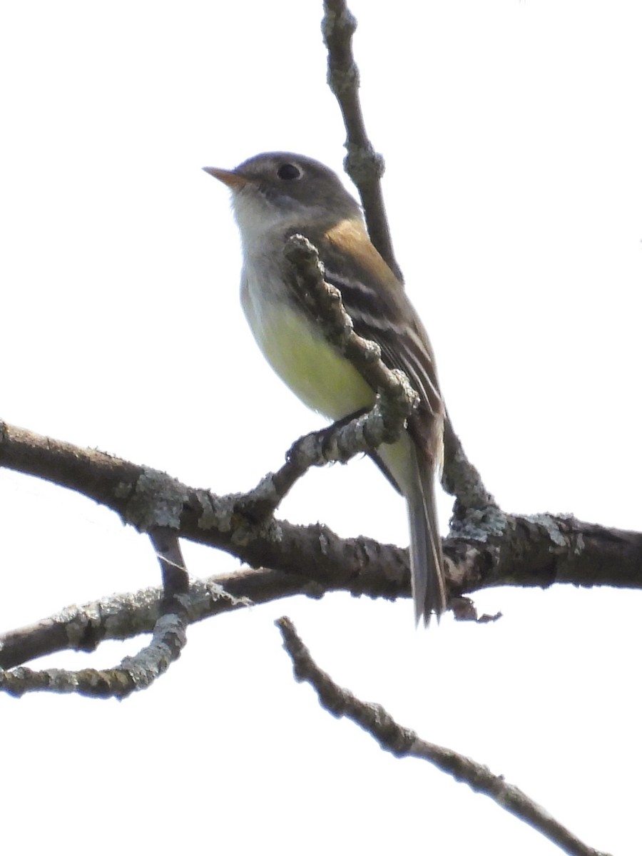 Least Flycatcher - ML619460924