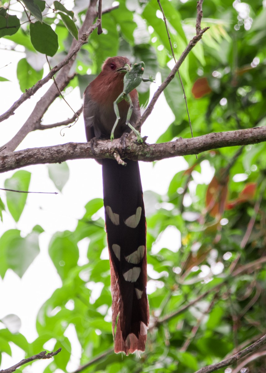 Squirrel Cuckoo - Luiz Anjos