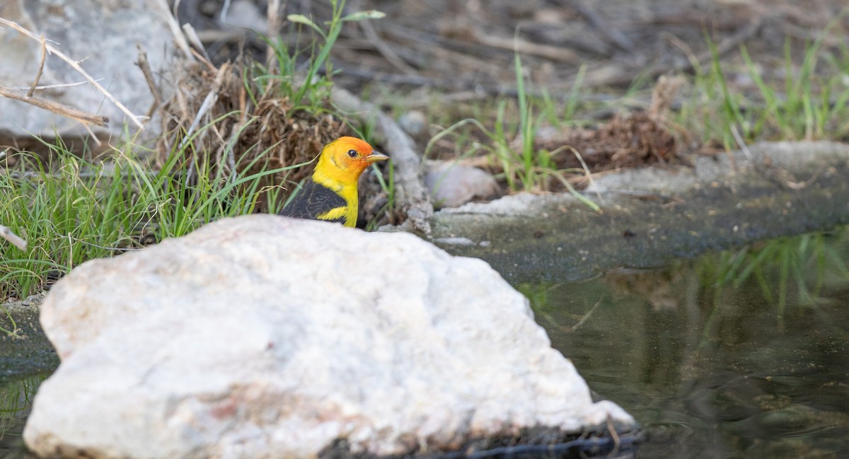 Western Tanager - Michael Sadat