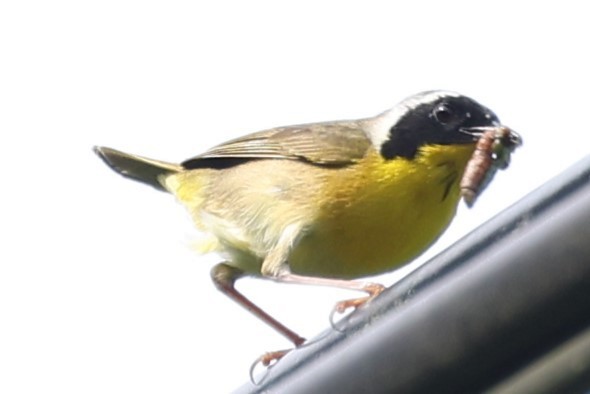 Common Yellowthroat - Duane Yarbrough