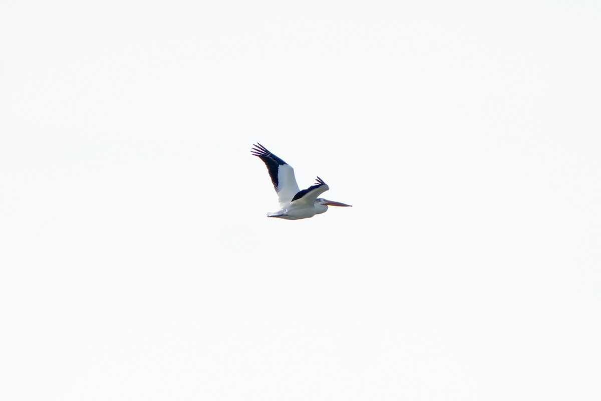 American White Pelican - Maneesh Rajvanshi