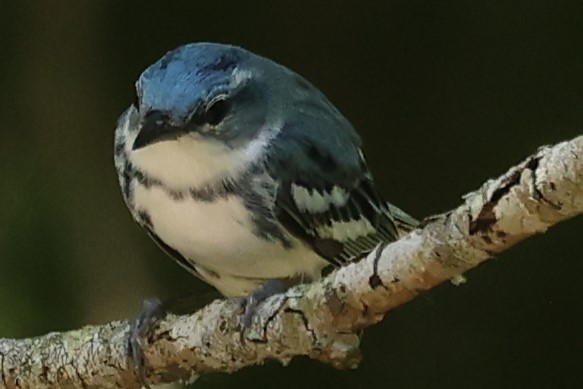 Cerulean Warbler - Duane Yarbrough