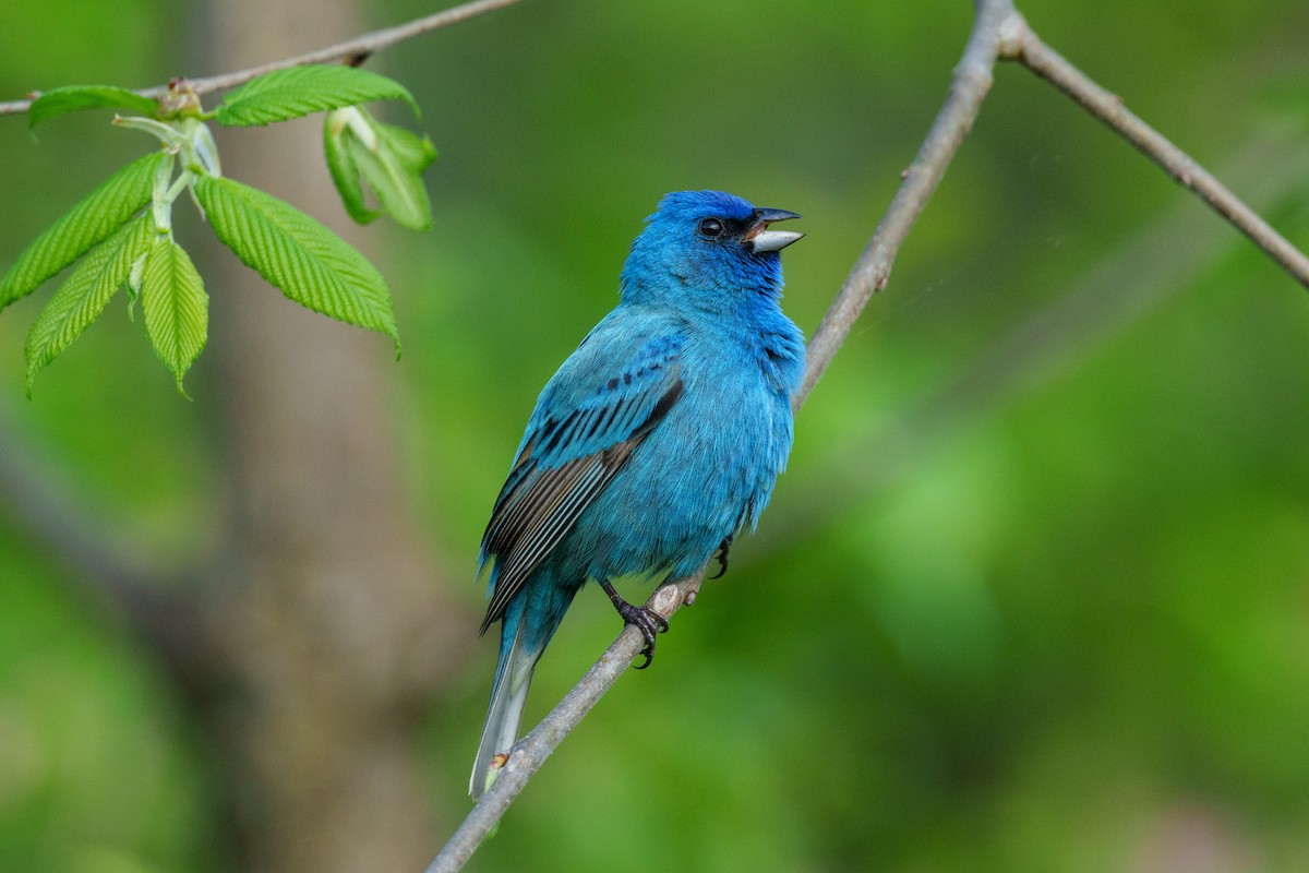 Indigofink - ML619460979