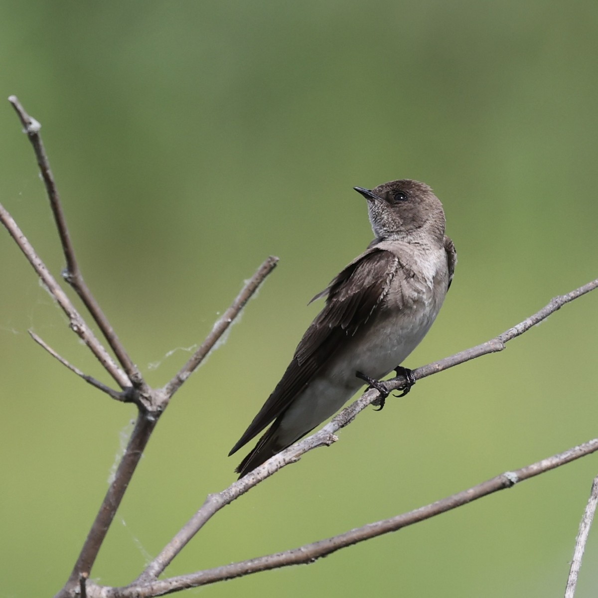 Northern Rough-winged Swallow - Michael Burkhart