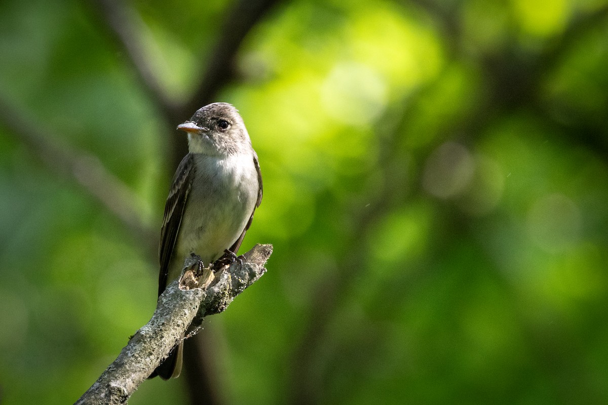 Eastern Wood-Pewee - Jeffrey Levers