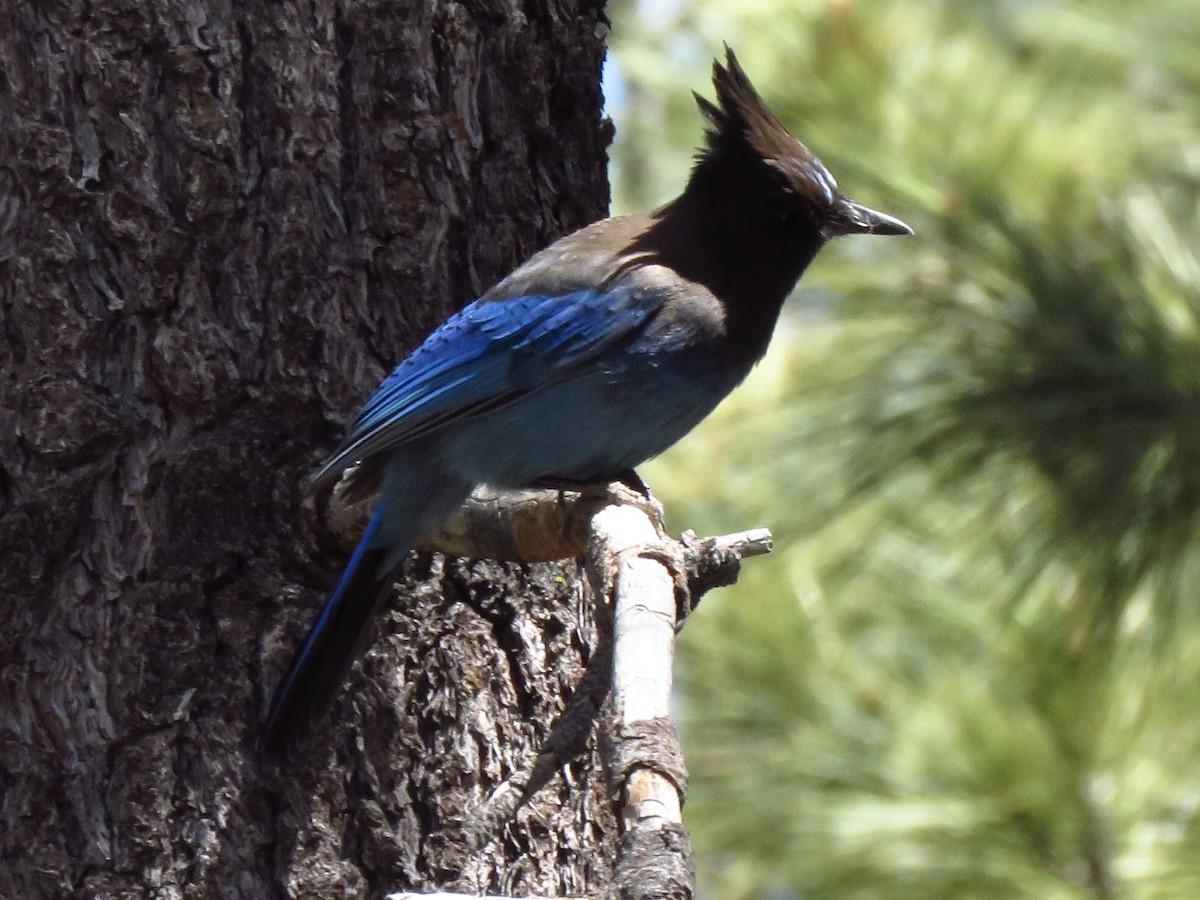 Steller's Jay - Eric Wier