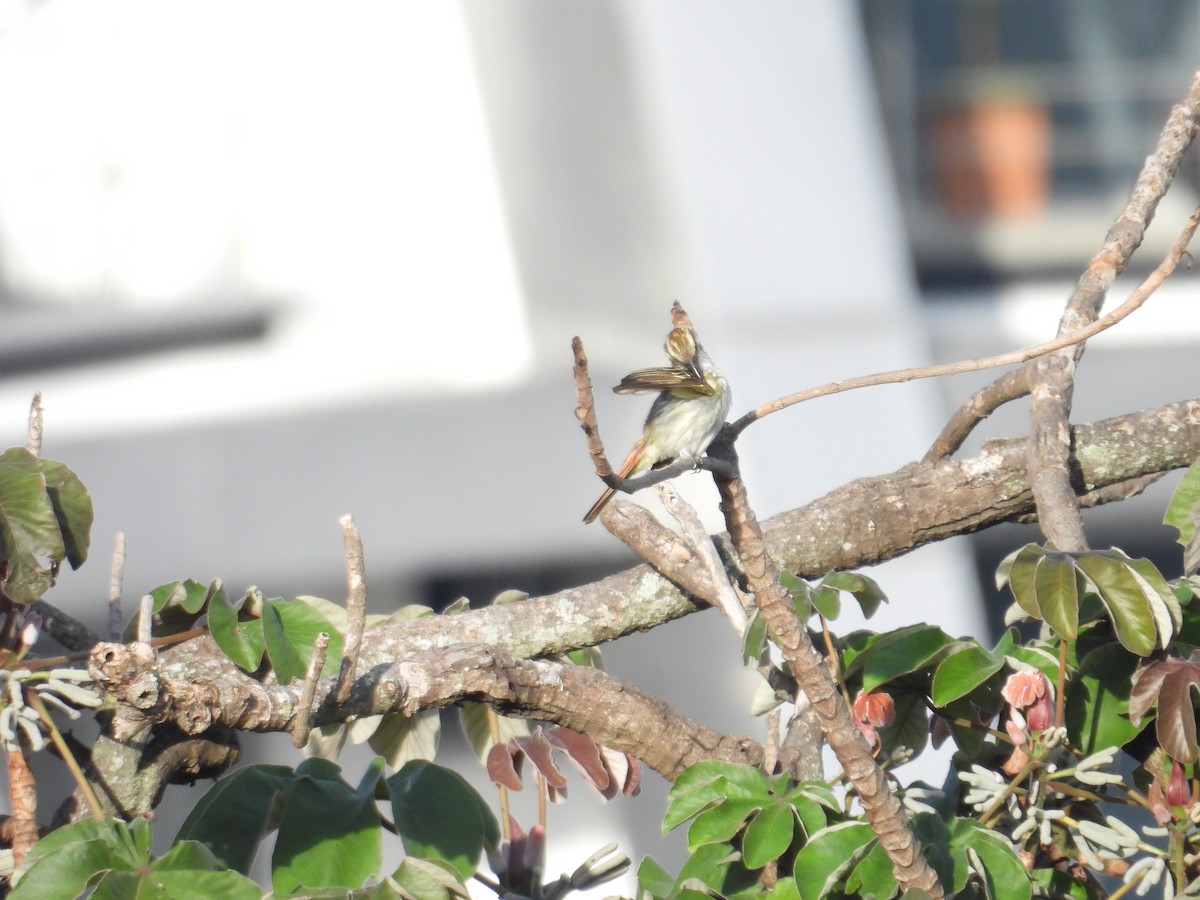 Streaked Flycatcher - Juan Ramírez