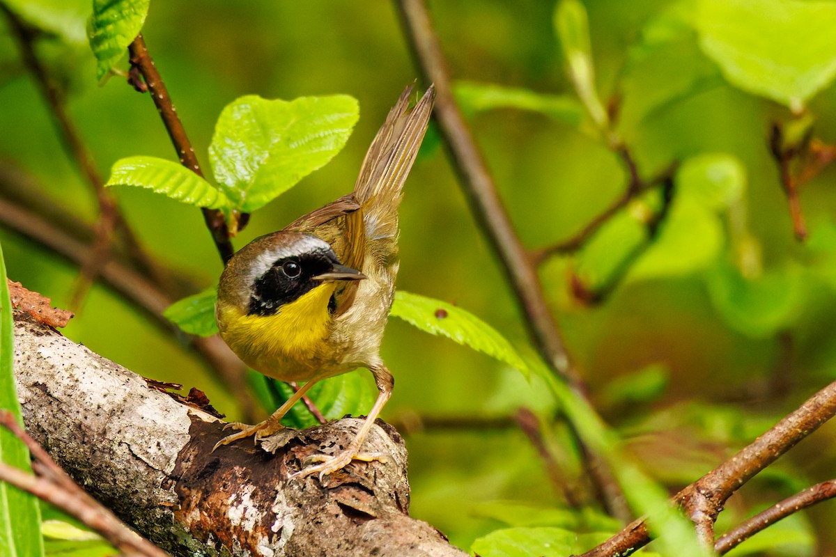 Common Yellowthroat - Ken Janes