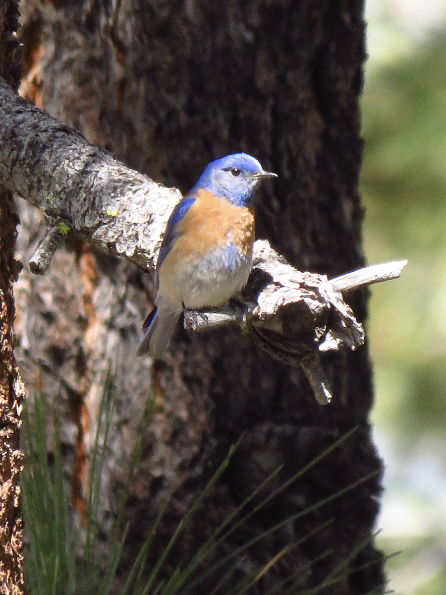 Western Bluebird - Eric Wier