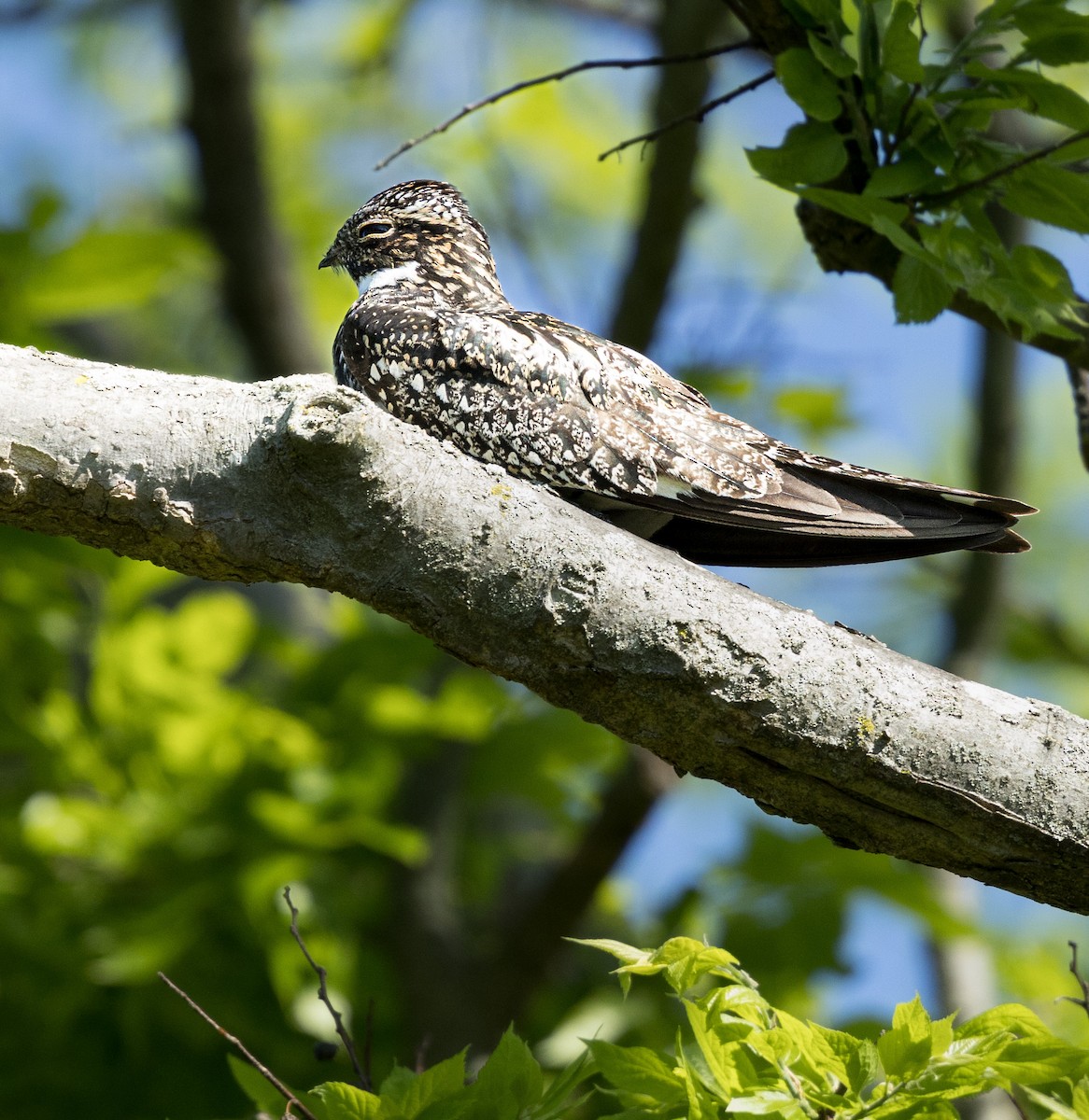 Common Nighthawk - Kim  Garrison