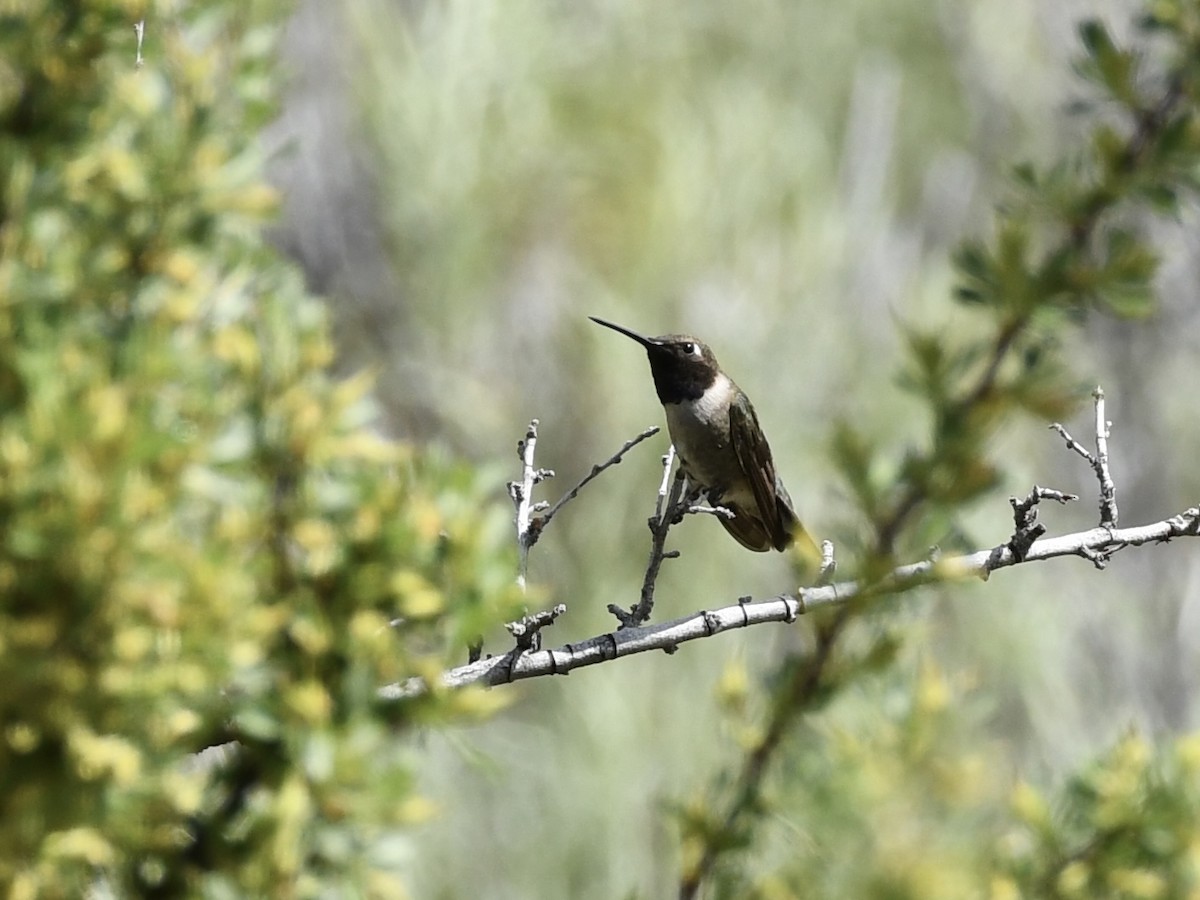 Black-chinned Hummingbird - ML619461005