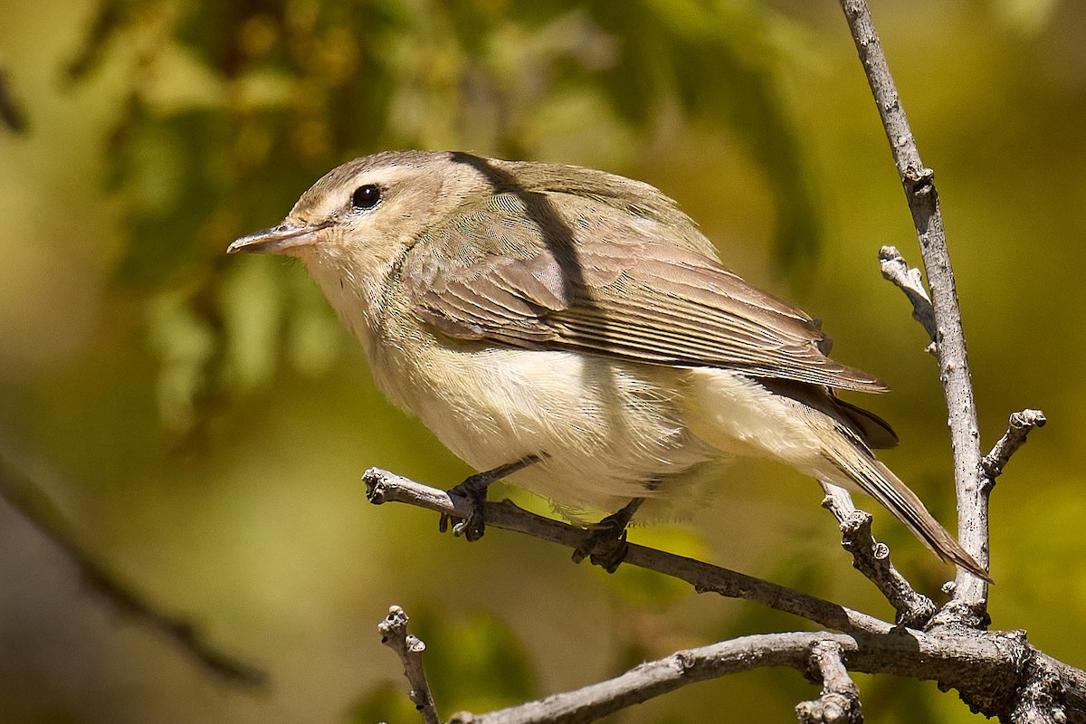 Warbling Vireo - Julie Laity