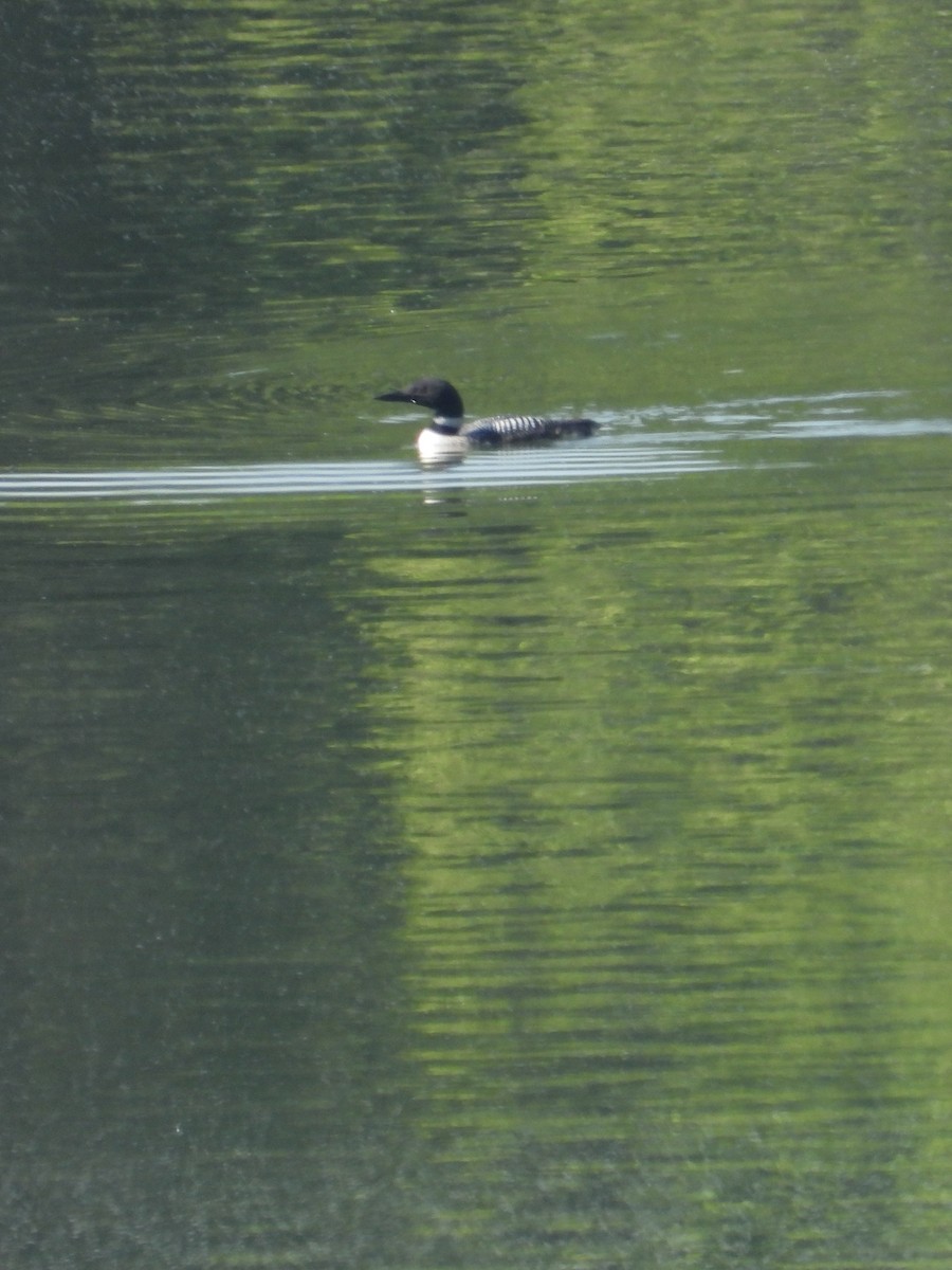 Common Loon - Tracy Mosebey