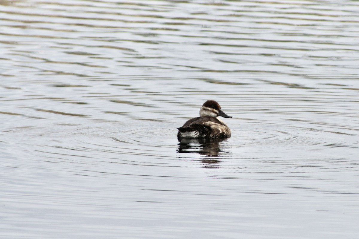 Ruddy Duck - Anne R.