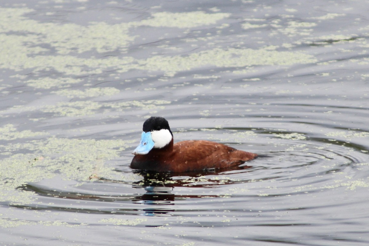 Ruddy Duck - Anne R.