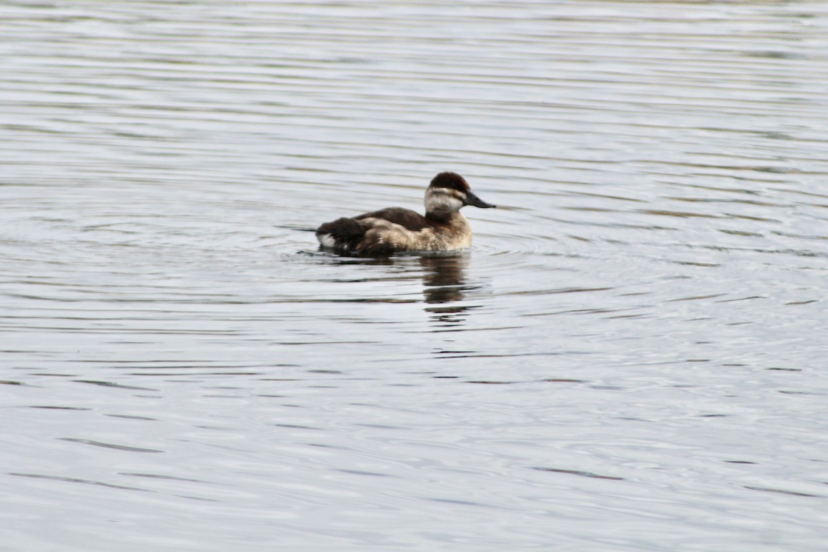 Ruddy Duck - Anne R.