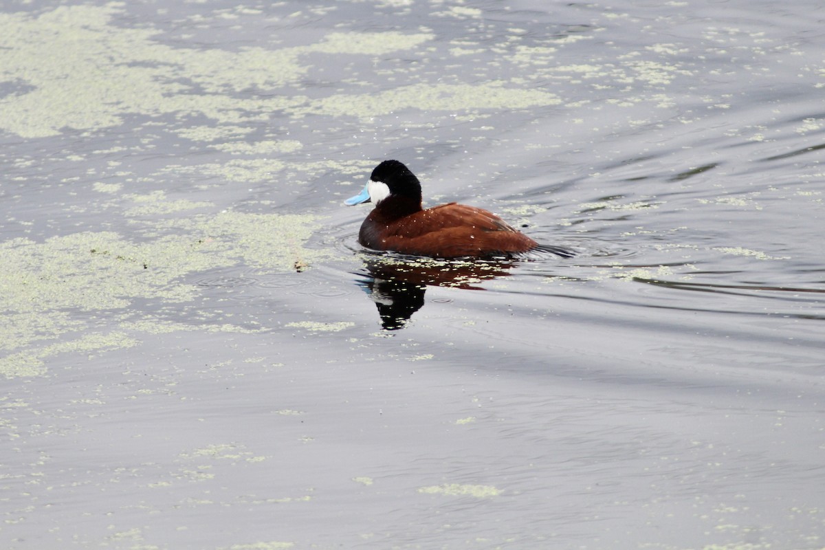 Ruddy Duck - Anne R.