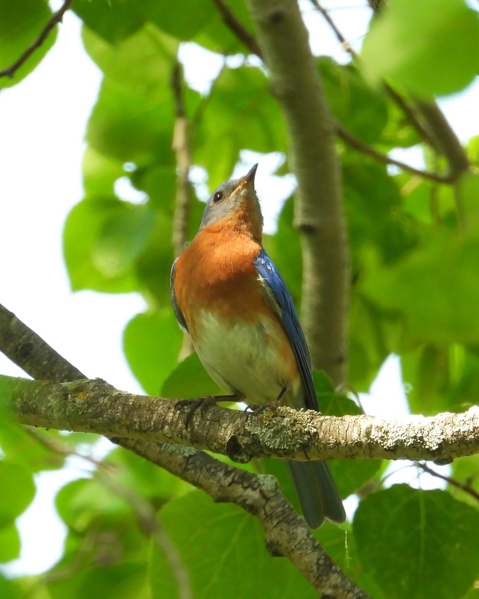 Eastern Bluebird - Mireille Plouffe