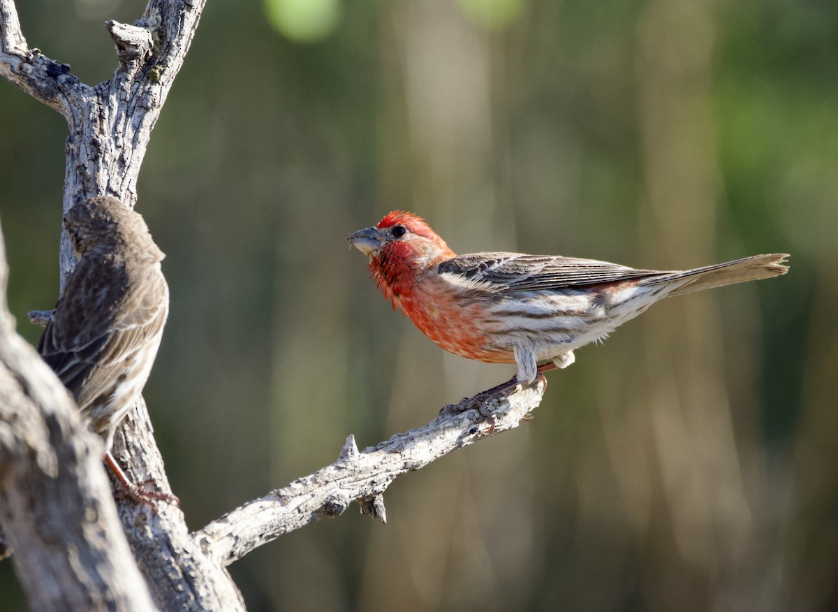 House Finch - Pauline Yeckley