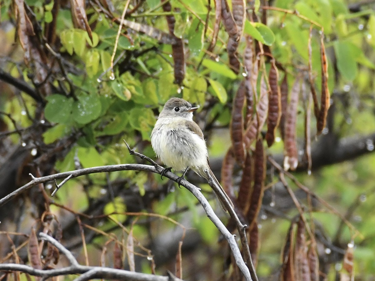 Dusky Flycatcher - Kent Kleman