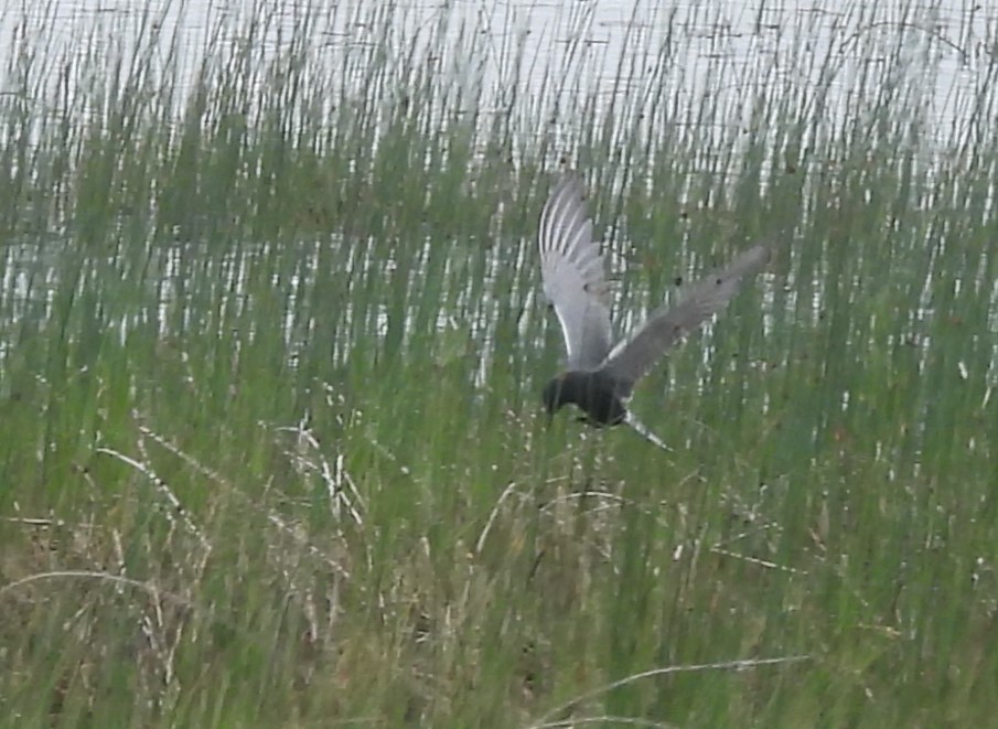 Black Tern - Joanne Muis Redwood