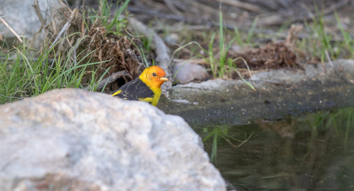 Western Tanager - Michael Sadat