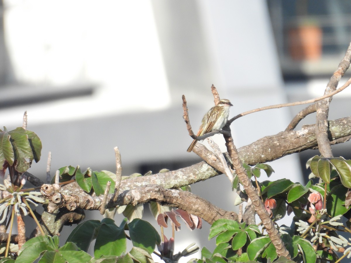 Streaked Flycatcher - Juan Ramírez