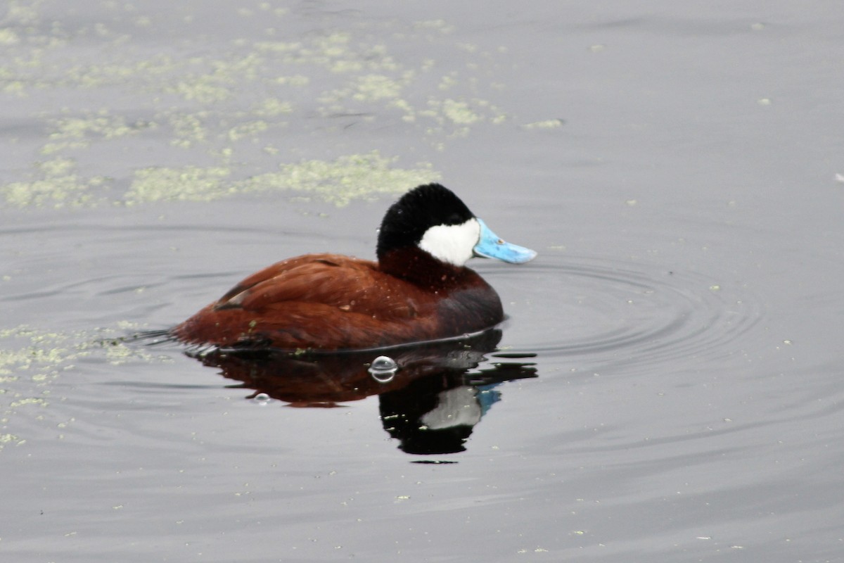 Ruddy Duck - Anne R.